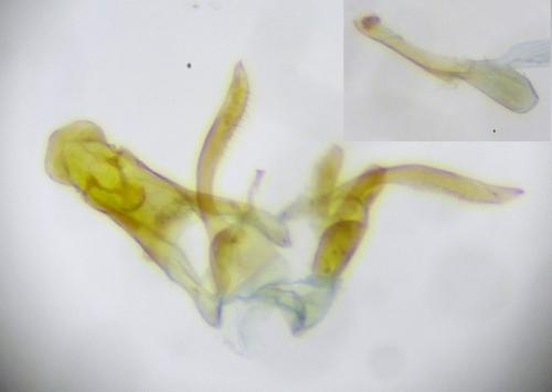 Scrobipalpula psilella
